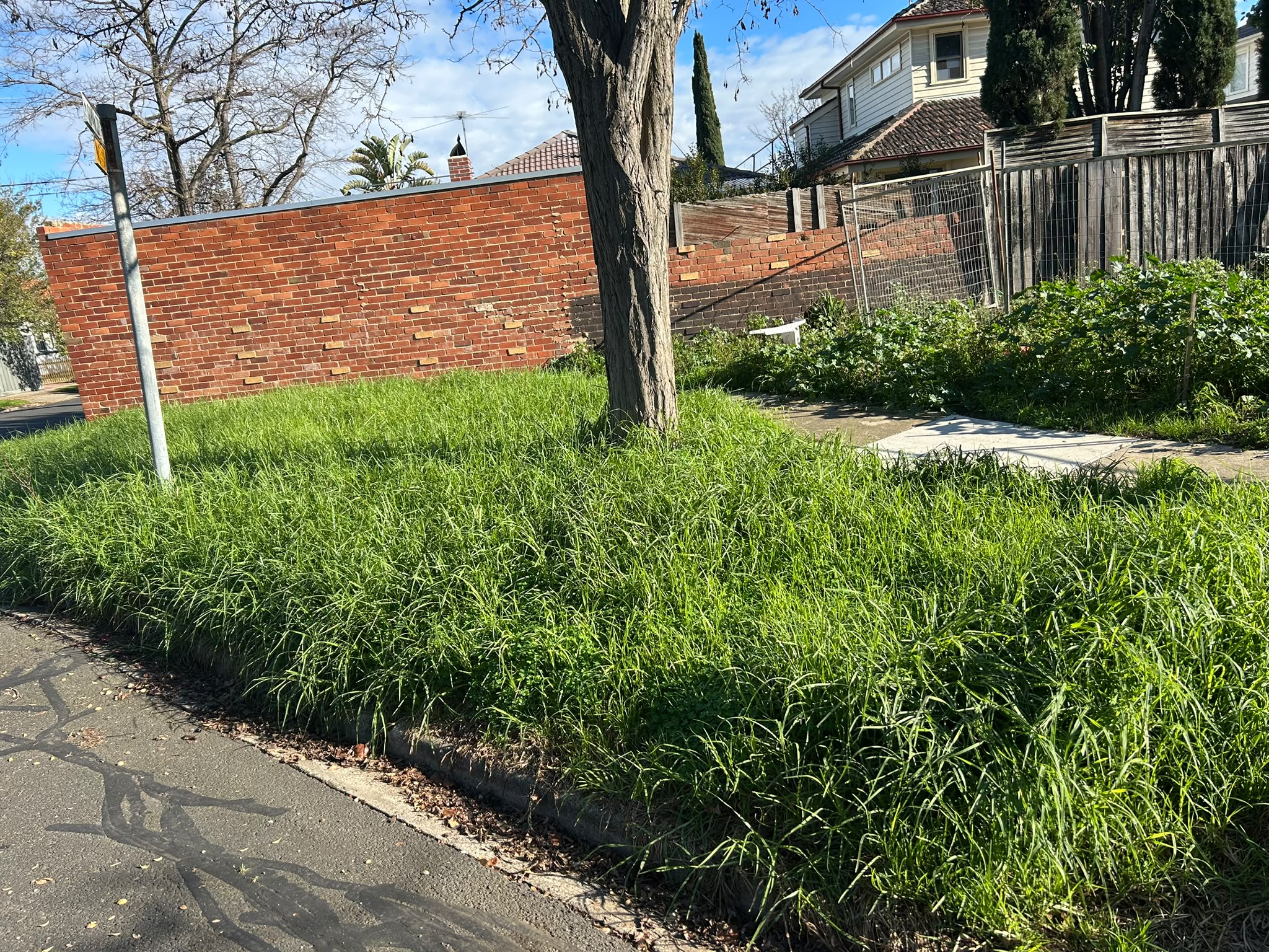 Garden Clean Up Before image 6